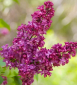 Syringa vulgaris Charles Joy intens parfumat - Liliac cu flori duble la ghiveci C2 H 50-60 cm