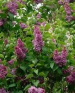 Syringa vulgaris Sensation intens parfumat - Liliac bicolor la ghiveci C2 H 50-60 cm - imagine 2