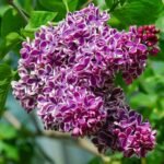Syringa vulgaris Sensation intens parfumat - Liliac bicolor la ghiveci C2 H 50-60 cm