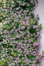 Trachelospermum jasminoides 'Pink Showers' - Iasomie Stelată Roz cu frunzis permanent la ghiveci P10, H 20-25 cm - imagine 2