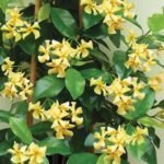 Trachelospermum jasminoides 'Star of Toscana' - Iasomie Stelată Galbenă cu frunzis permanent la ghiveci P10, H 20-25 cm (Livrarea dupa10 Septembrie)