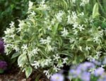 Trachelospermum jasminoides 'Sun Lover' - Iasomie Stelată cu frunzis permanent variegat la ghiveci C2, H 30-40 cm