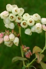 Vaccinium corymbosum 'Patriot' - Afin la ghiveci C2, H 60-70 cm - imagine 2