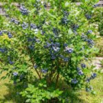 Vaccinium corymbosum 'Patriot' - Afin la ghiveci C2, H 60-70 cm - imagine 3