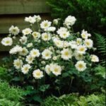 Anemone hybrida 'Whirlwind'- Anemona japoneza la ghiveci P9 (Livrarea dupa 10 Septembrie) - imagine 2