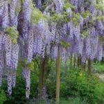 Wisteria floribunda - Glicina japoneza la ghiveci C2, H 50-60 cm - imagine 2