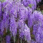 Wisteria floribunda - Glicina japoneza la ghiveci C2, H 50-60 cm