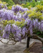 Wisteria sinensis - Glicina chinezeasca la ghiveci C2, H 50-60 cm - imagine 2