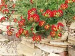 Anthyllis vulneraria var. coccinea - Vulneraria roșie la ghiveci P9 (Livrarea dupa 10 Septembrie) - imagine 3