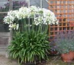 Agapanthus africanus Albus- Crin African Alb la ghiveci P 9 - imagine 2