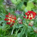 Anthyllis vulneraria var. coccinea - Vulneraria roșie la ghiveci P9 (Livrarea dupa 10 Septembrie)