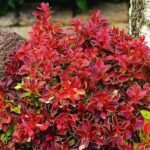 Berberis thunbergii 'Admiration' - Dracila pitica- la ghiveci C2.5, H 25-30 cm (Livrarea dupa 10 Septembrie)