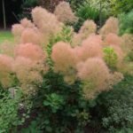 Cotinus coggygria ‘Young Lady – Arborele de fum - Scumpie cu flori roz la ghiveci P12 (Livrarea dupa 10 Septembrie)