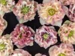 Spanz - Helleborus Double Apricot cu frunzis vesnic verde - la ghiveci P9, H 10-15 cm (Livrarea dupa 10 Septembrie) - imagine 2