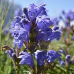 Dracocephalum ruyschianum - Dragonul albastru la ghiveci P9 (Livrarea dupa 10 Septembrie)