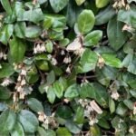 Elaeagnus × ebbingei - Salcioara - arbust vesnic verde cu flori parfumate la ghiveci P9.5 - H 15-20 cm (Livrarea dupa 10 Septembrie)