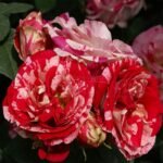 Trandafir urcator Feux D'Artifice, parfum subtil, la ghiveci 2l - imagine 2