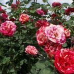 Trandafir urcator Feux D'Artifice, parfum subtil, la ghiveci 2l - imagine 3