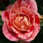 Trandafir urcator Feux D'Artifice, parfum subtil, la ghiveci 2l