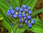 Gentiana cruciata -  Ghințură cruciată la ghiveci P9 (Livrarea dupa 10 Septembrie) - imagine 2