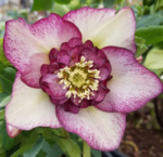 Spanz - Helleborus Anemone Picotee Red cu frunzis vesnic verde - la ghiveci P9, H 10-15 cm (Livrarea dupa 10 Septembrie)