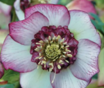 Spanz - Helleborus Anemone Picotee Red cu frunzis vesnic verde - la ghiveci P9, H 10-15 cm (Livrarea dupa 10 Septembrie) - imagine 2