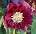 Spanz - Helleborus Orientalis Double Ellen Flash cu frunzis vesnic verde - la ghiveci P9, H 10-15 cm (Livrarea dupa 10 Septembrie)