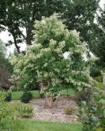 Heptacodium miconioides, arborele celor sapte fii la ghiveci P9 - H 15-20 cm (Livrarea dupa 10 Septembrie) - imagine 2