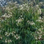 Heptacodium miconioides, arborele celor sapte fii la ghiveci P9 - H 15-20 cm (Livrarea dupa 10 Septembrie)