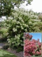 Heptacodium miconioides, arborele celor sapte fii la ghiveci P9 - H 15-20 cm (Livrarea dupa 10 Septembrie) - imagine 3
