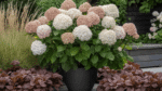 Hydrangea Arborescens Candybelle Marshmallow - Hortensie Arboresecenta la ghiveci P9 - H 15-20 cm (Livrarea dupa 10 Septembrie) - imagine 2