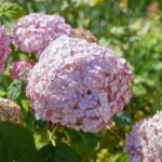 Hydrangea Arborescens Candybelle Bubblegum - Hortensie Arboresecenta la ghiveci P9 - H 15-20 cm (Livrarea dupa 10 Septembrie) - imagine 2
