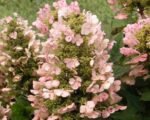 Hydrangea quercifolia ‘Munchkin’ – hortensia cu frunze de stejar, la ghiveci  P9, H 15-20 cm (Livrarea dupa 10 Septembrie) - imagine 2