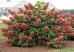 Hydrangea quercifolia ‘Ruby Slippers’ – hortensia cu frunze de stejar, la ghiveci  P9, H 15-20 cm (Livrarea dupa 10 Septembrie)