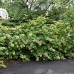 Hydrangea quercifolia ‘Ruby Slippers’ – hortensia cu frunze de stejar, la ghiveci  P9, H 15-20 cm (Livrarea dupa 10 Septembrie) - imagine 3