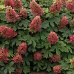 Hydrangea quercifolia ‘Ruby Slippers’ – hortensia cu frunze de stejar, la ghiveci  P9, H 15-20 cm (Livrarea dupa 10 Septembrie) - imagine 2