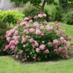 Hydrangea Arborescens Candybelle Bubblegum - Hortensie Arboresecenta la ghiveci P9 - H 15-20 cm (Livrarea dupa 10 Septembrie) - imagine 3