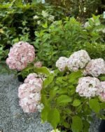 Hydrangea Arborescens Candybelle Marshmallow - Hortensie Arboresecenta la ghiveci P9 - H 15-20 cm (Livrarea dupa 10 Septembrie) - imagine 3