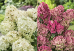 Hydrangea paniculata Petite Star -  la ghiveci P9 - H 15-20 cm (Livrarea dupa 10 Septembrie)