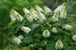 Hydrangea quercifolia – hortensia cu frunze de stejar, la ghiveci  P9, H 15-20 cm (Livrarea dupa 10 Septembrie)