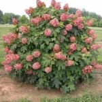 Hydrangea quercifolia ‘Munchkin’ – hortensia cu frunze de stejar, la ghiveci  P9, H 15-20 cm (Livrarea dupa 10 Septembrie)