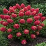 Hydrangea Paniculata Wim's Red - Hortensie la ghiveci  P9, H 15-20 cm (Livrarea dupa 10 Septembrie) - imagine 3
