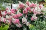 Hydrangea Paniculata Wim's Red - Hortensie la ghiveci  P9, H 15-20 cm (Livrarea dupa 10 Septembrie) - imagine 2