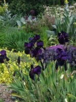 Iris Germanica Black Swan  - pachet 5 rizomi (Livrarea dupa 10 Septembrie) - imagine 2