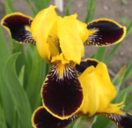 Iris germanica Bumblebee Deelite remontant, cu inflorire repetata - Iris barbos mediu - inalt, pachet 5 rizomi (Livrarea dupa 10 Septembrie)