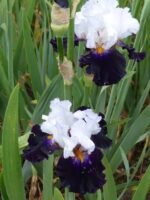 Iris germanica Domino Noir - Iris barbos inalt, 1 rizom (Livrarea dupa 10 Septembrie) - imagine 2