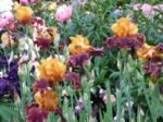 Iris germanica Supreme Sultan - Iris barbos inalt, pachet 5 rizomi (Livrarea dupa 10 Septembrie) - imagine 2