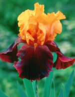 Iris germanica Supreme Sultan - Iris barbos inalt, pachet 5 rizomi (Livrarea dupa 10 Septembrie)