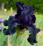 Iris Germanica Black Swan  - pachet 5 rizomi (Livrarea dupa 10 Septembrie)