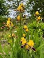 Iris germanica Bumblebee Deelite remontant, cu inflorire repetata - Iris barbos mediu - inalt, pachet 5 rizomi (Livrarea dupa 10 Septembrie) - imagine 2